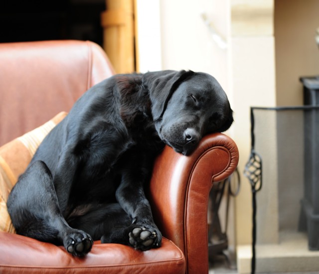 The Oh So Popular Black Lab