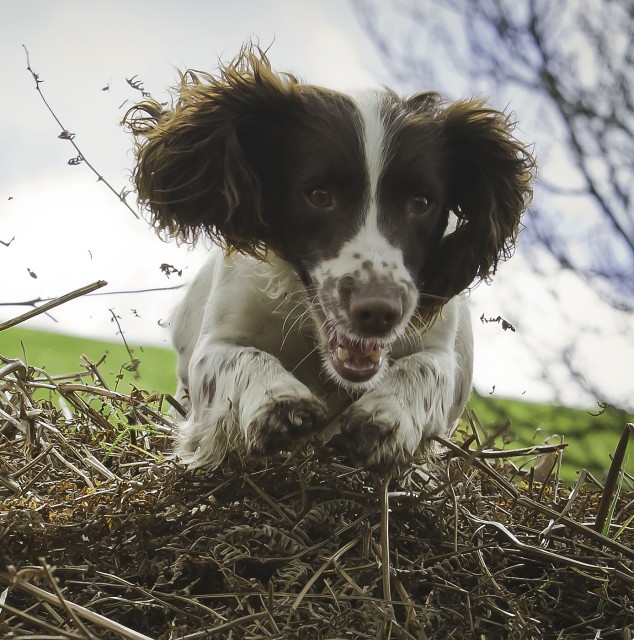 Splendid Spaniels