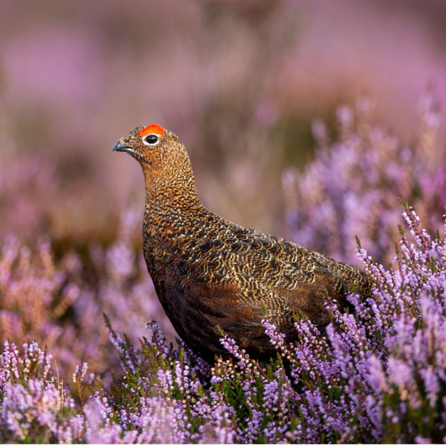 Are you ready for The Glorious Twelfth?