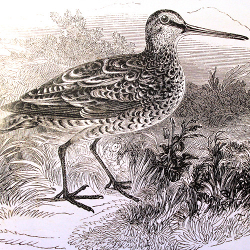 Why Woodcock?