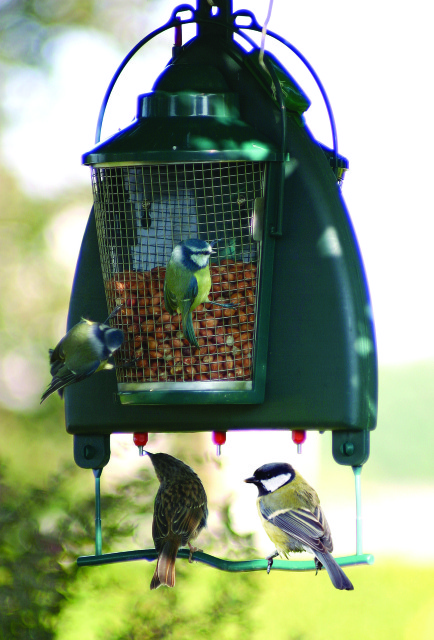 Garden Birds