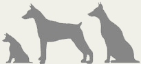 Senior_Dog
