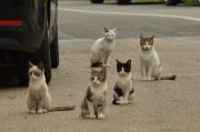 Multi cats
