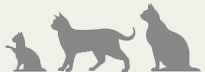 senior_cat