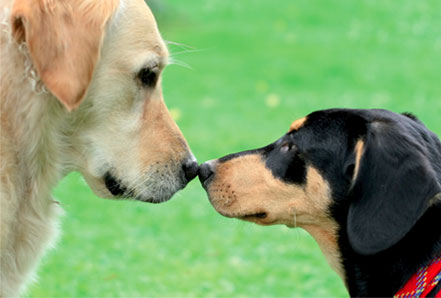 kennel_cough_2