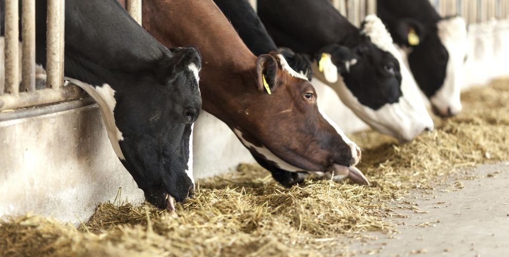 Farm Nantwich Veterinary Group